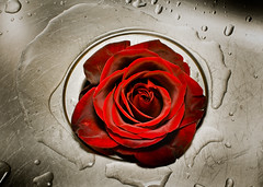 Red Rose Challenge