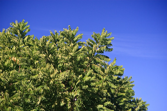 Green Tree and Sky