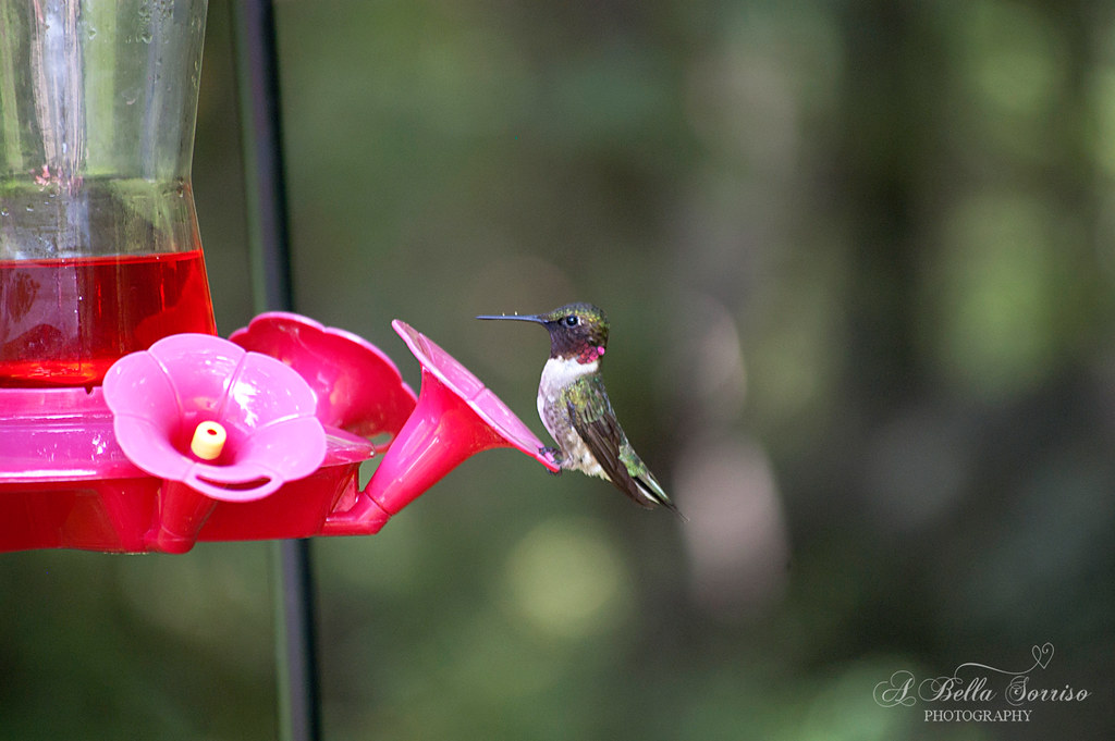 hummingbirds 04