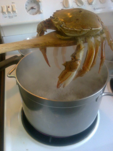Keelhauled crab