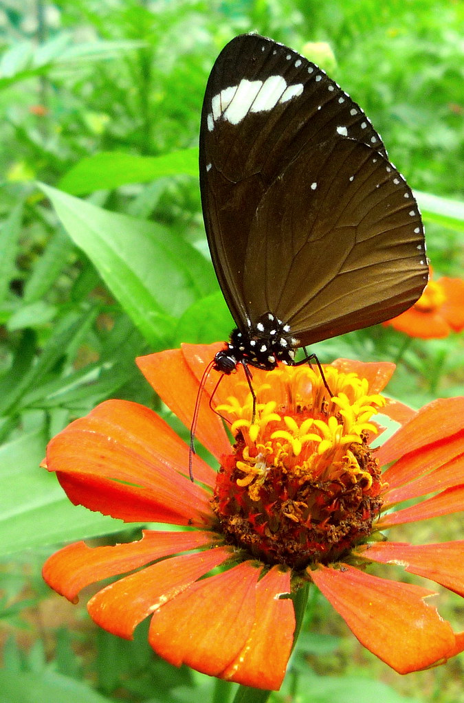 La Union Botanical Garden and Butterfly Photography