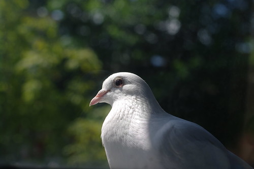 white dove outside my window