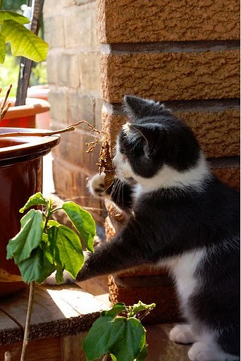 cute blind cat checking out a plant