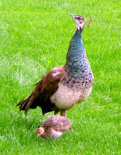 Peahen & chick