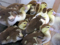 2010 TN State Fair: pile of ducklings