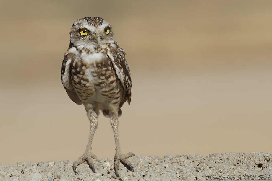 burrowing-owl-33-091910