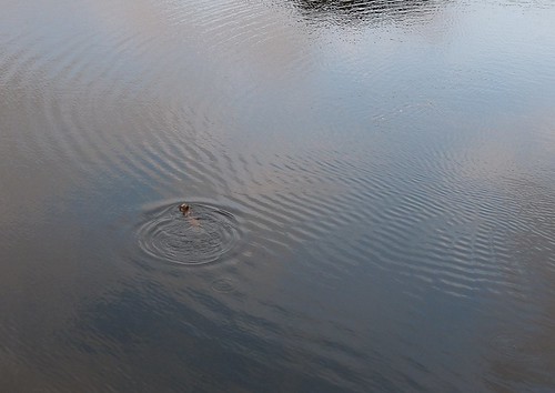 22443 Otter, Bosherston Lilly Ponds, Pembrokeshire