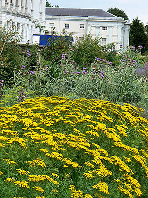 fleurs jaunes Greenwich.jpg