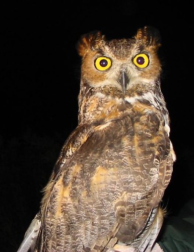 Horn Owl 1