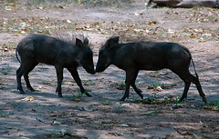 Warthog Piglets Playing