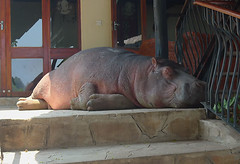 Hippo #2
