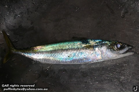 Blue Mackerel - Scomber australasicus