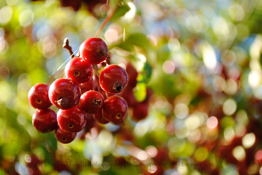 Berries-and-bokeh---wm