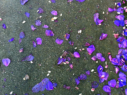purple sf sidewalk