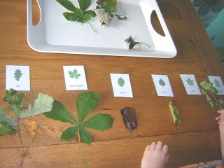 Classifying leaves. (Photo from Two Little Seeds)