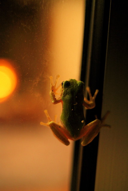 Window and frog