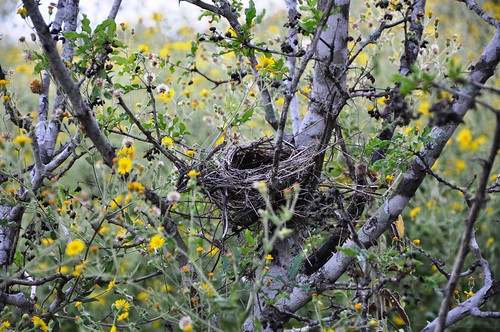 bird nest at Big Oaks