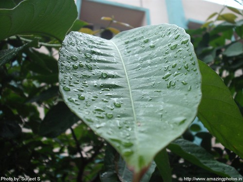 Raindrops on a Large Leaf