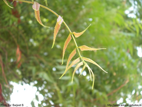 Young Neem Leaves