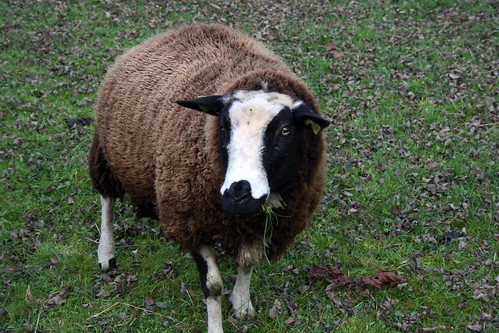 Sheep in Beaufort