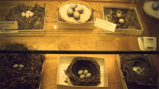 MoS, bird eggs