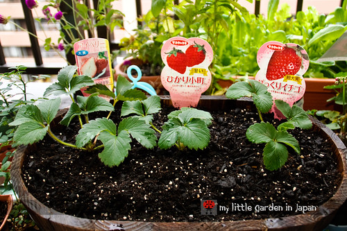 strawberries-in-my-little-garden-in-japan-1