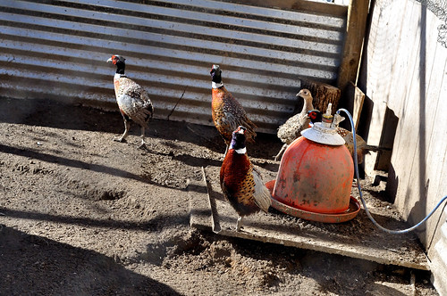 Pheasant Farm