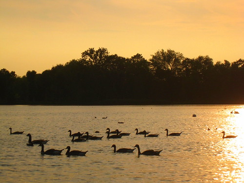 sunset ducks, Provinciaal Domein Kessel-Lo