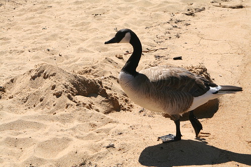 Canada Goose on the Loose