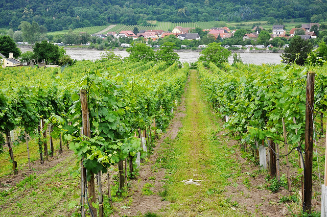 vineyards by the danube