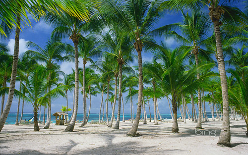 trees wallpapers. palm trees wallpapers