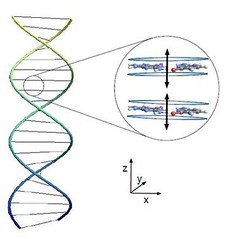 ADN entrelazado