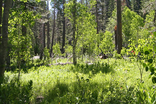 Meadow and Quaking Aspens