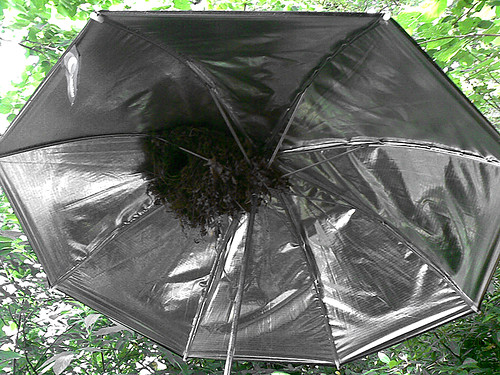 Nido paraguas 01