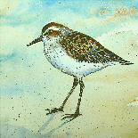 Sandpiper Watercolor Original Painting
