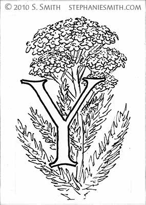 Y is for Yarrow