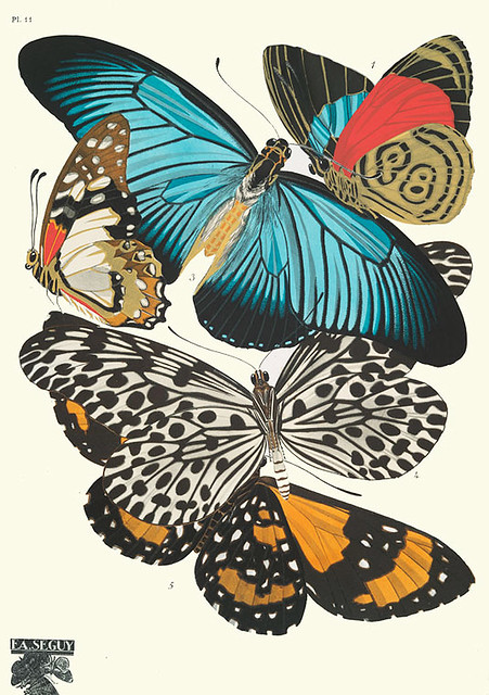 009-Papillons vingt planches en phototypie coloriees..1928- Eugene Alain Seguy