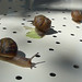 daniel snail racing