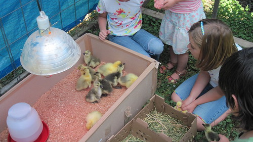 kids and goslings