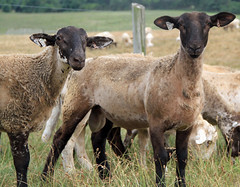 Crossbred ram lambs