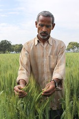 Indian farmer and CSISA partner experiments wi...
