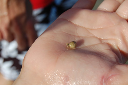 World's Tiniest Hermit Crab