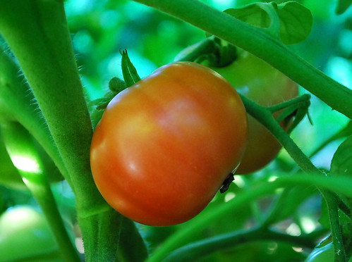 Clear Pink Early Tomato