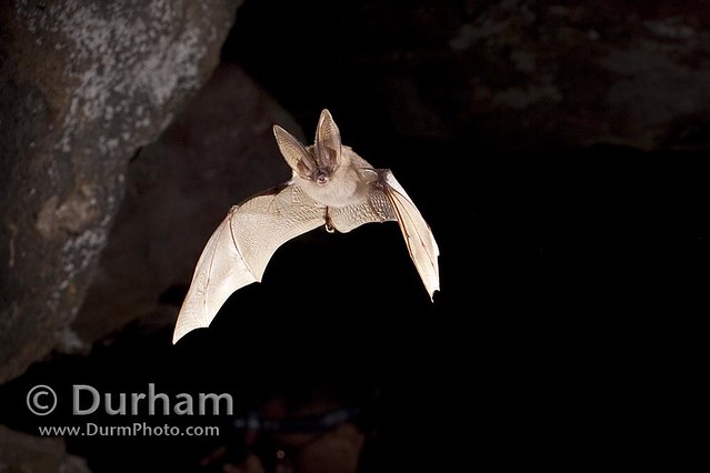 Townsend's big-eared bat (Corynorhinus townsendii)