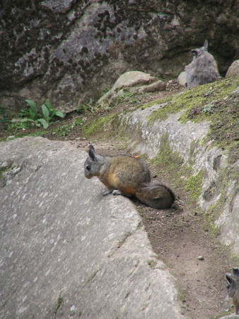 More wildlife ... Andean rabbit actually!