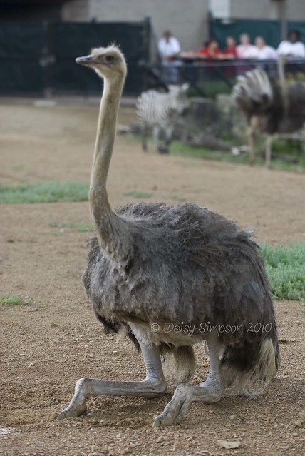 sitting ostrich
