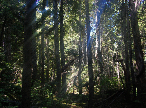 Vancouver - Cypress Mountain, Eagle Bluffs Hike (24)