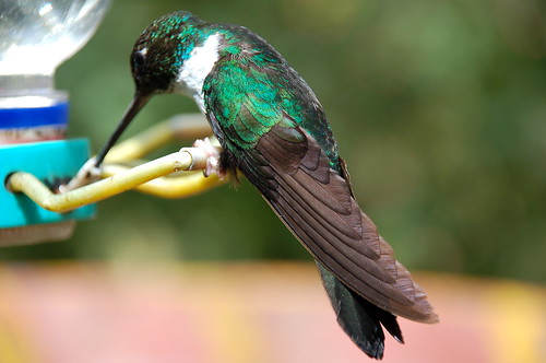 Hummingbird at Valle de Cocora
