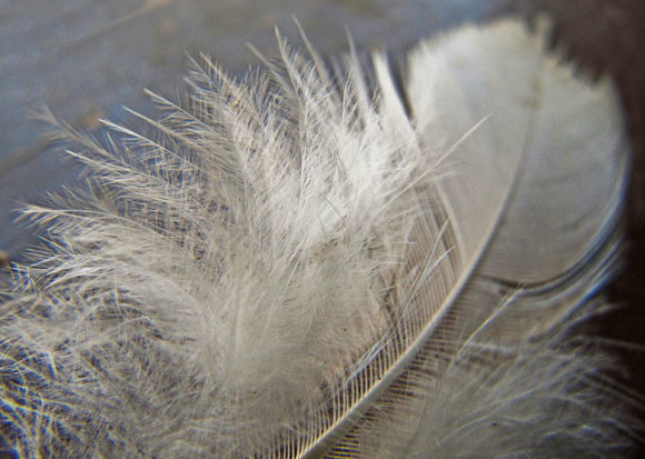 macro feather