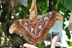 Biggest Moth in the World